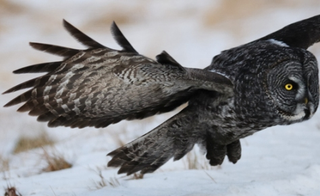 Illustration for article titled How owls developed stealth technology